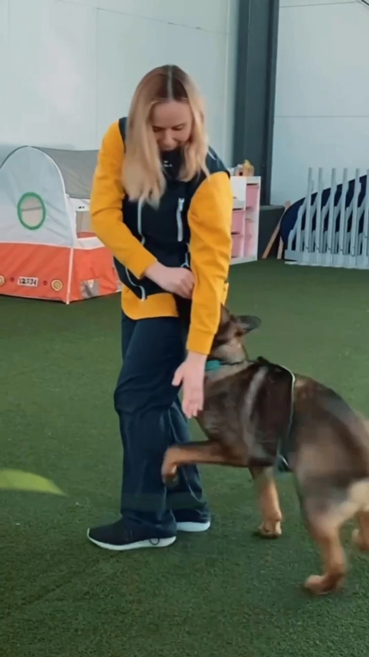 Koira harjoittelee sisätilassa